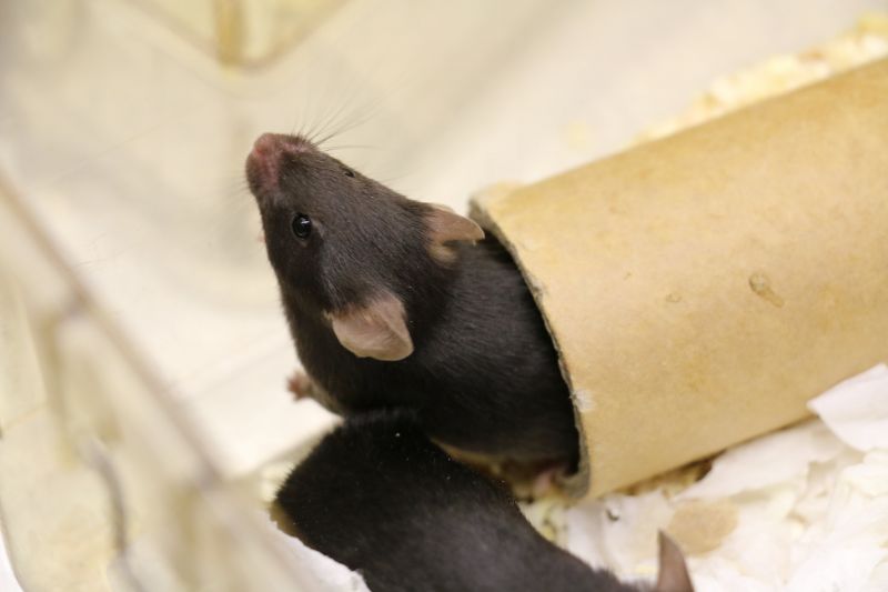 Black lab mouse coming out of cardboard tunnel