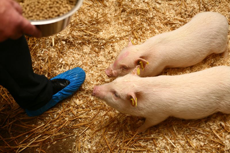 Technician feeding mini-pigs