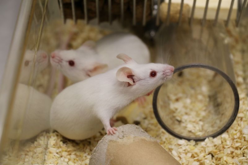 Two white lab mice inside home cage