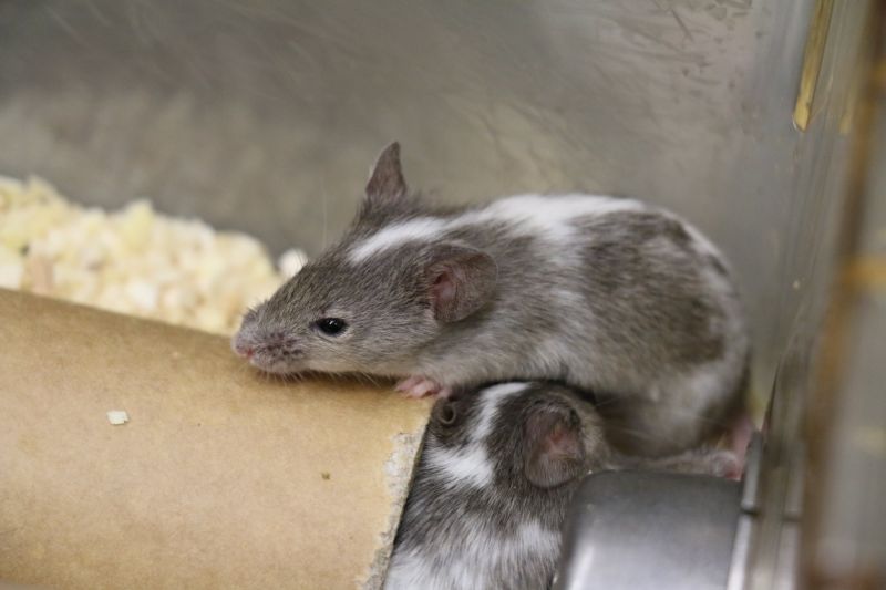 Grey and white lab mice climbing cardboard tunnel