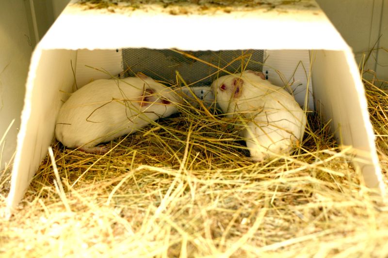 Guinea pig pair with straw