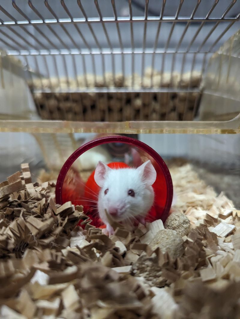 White lab mouse inside red tunnel -© University of Cambridge