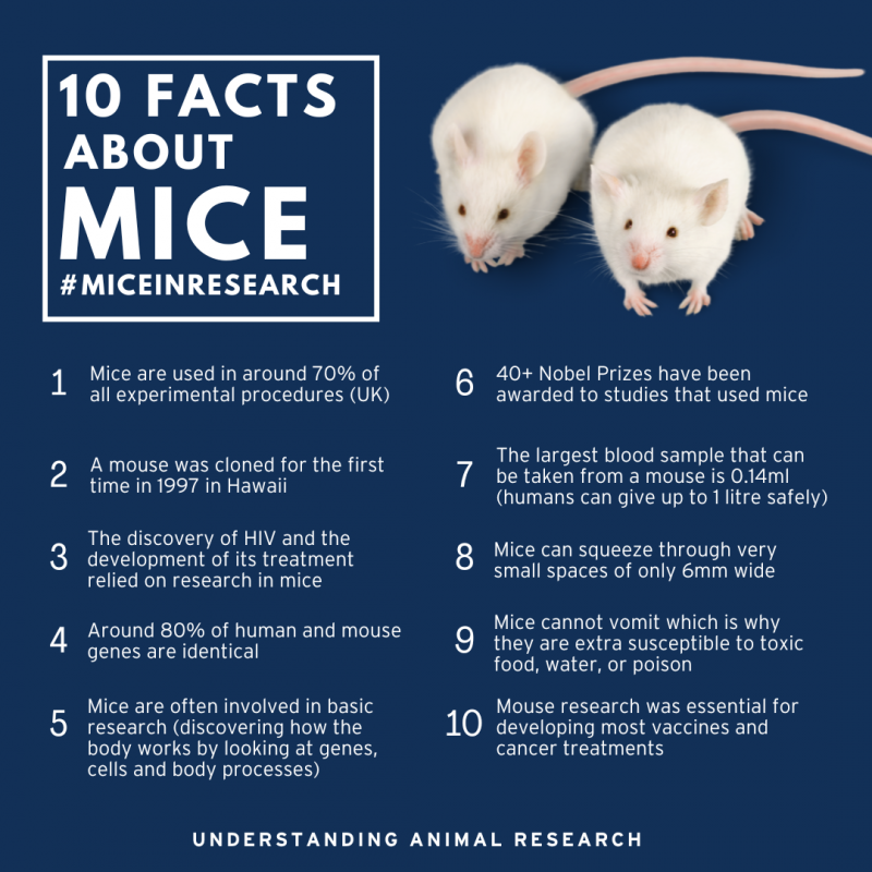 10 Facts Mice