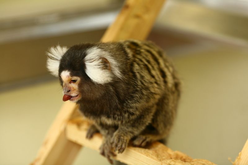 Marmoset on ladder