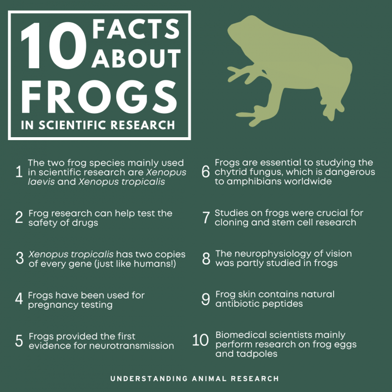 10 facts about frogs in scientific research