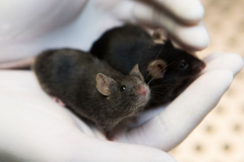Two black laboratory mice being held in an open hand wearing white gloves - © University of Bath