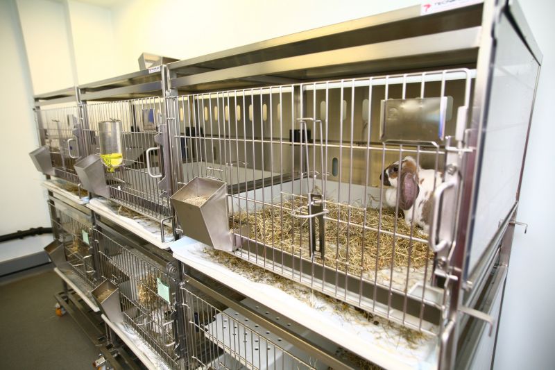 Rabbit in cage wide shot