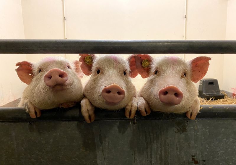 Three pigs in research