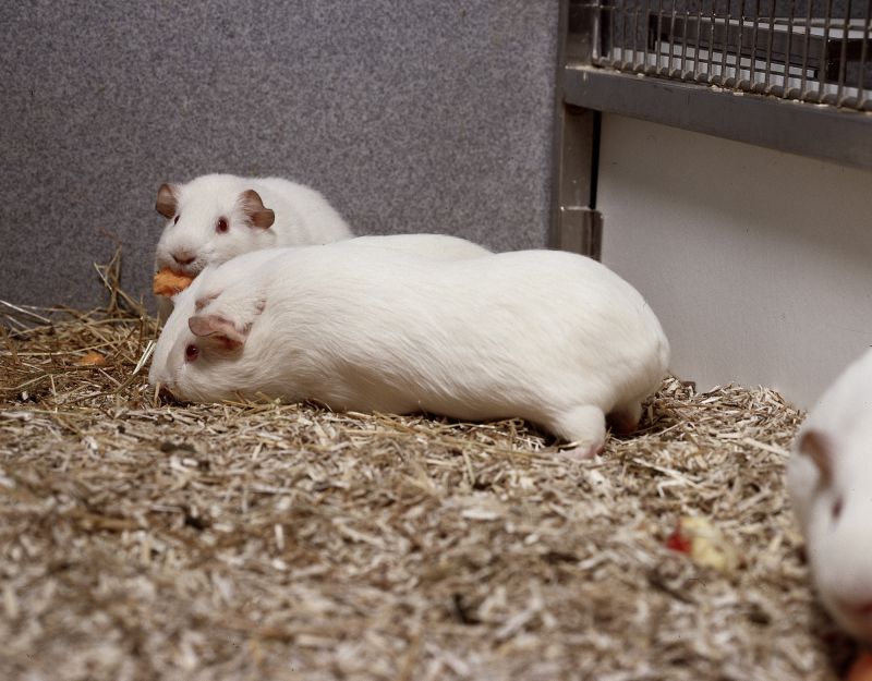 Guinea pigs