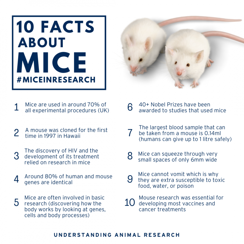 10 facts about mice - white