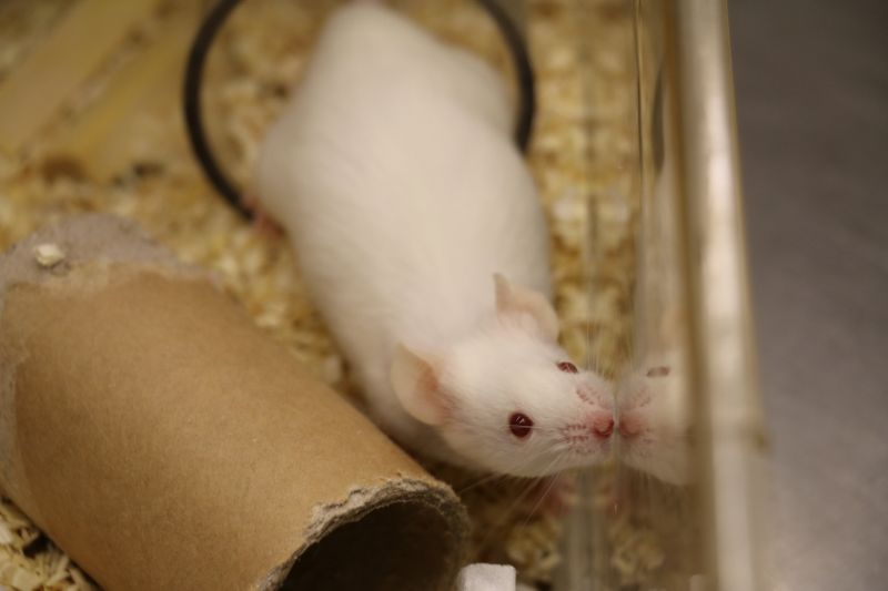 White lab mouse inside cage looking up