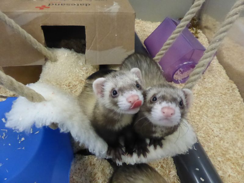 Ferrets in the laboratory
