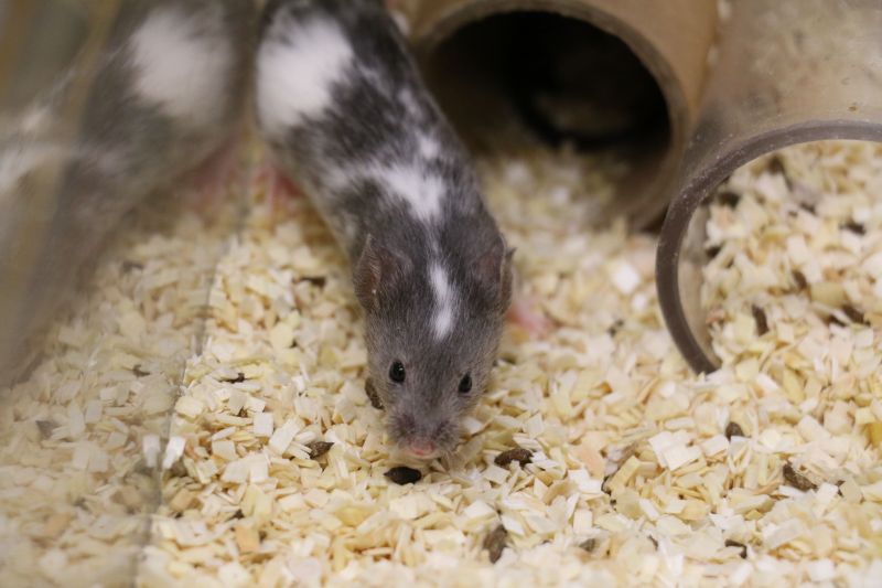Grey and white lab mouse inside home cage