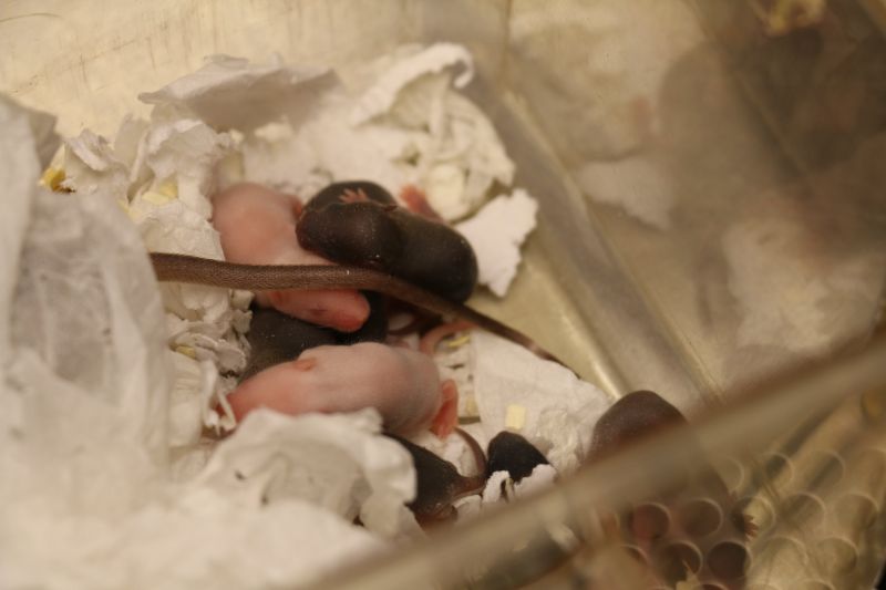 Mouse pups (baby mice) in the laboratory