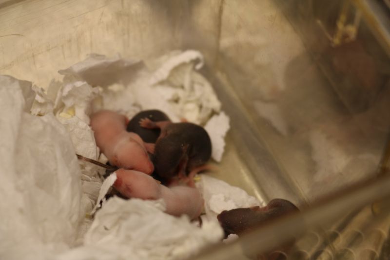 Black and white mouse pups (baby mice) inside laboratory home cage