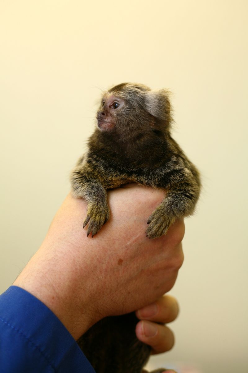 Marmoset held in hand