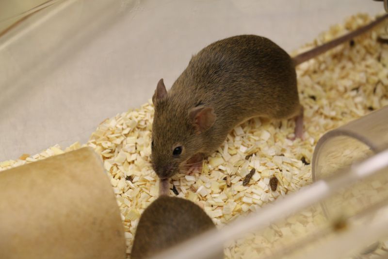 Brown lab mouse inside cage