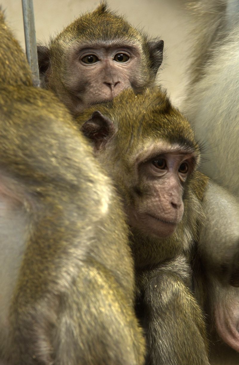 Group of macaques
