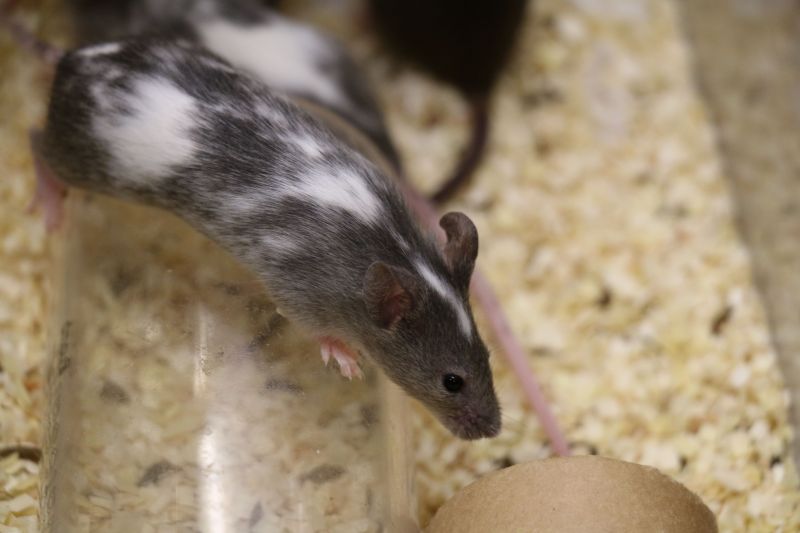 Grey and white lab mouse climbing on plastic tunnel