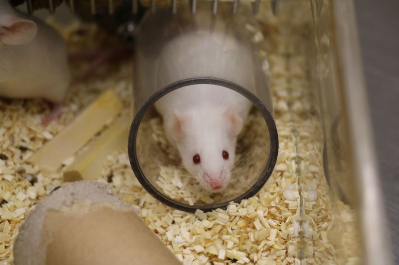 White lab mouse sitting inside plastic tunnel