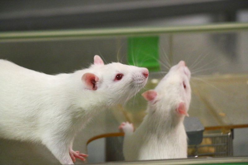 Rats at University of Manchester © Understanding Animal Research