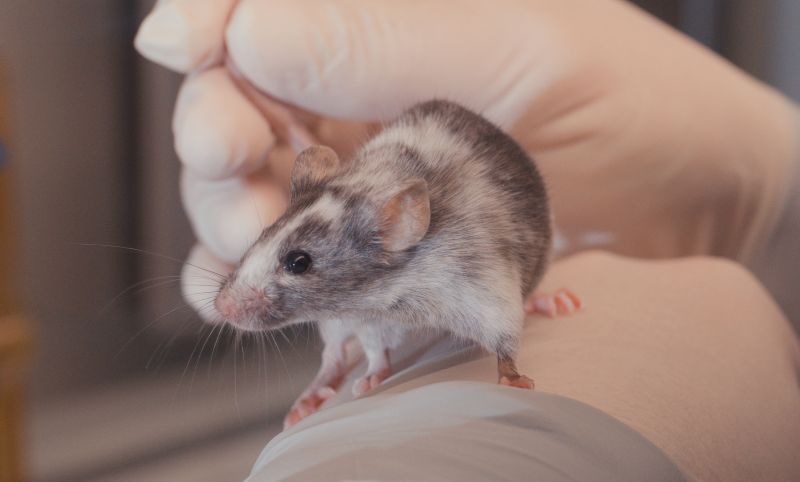 Grey and white lab mouse
