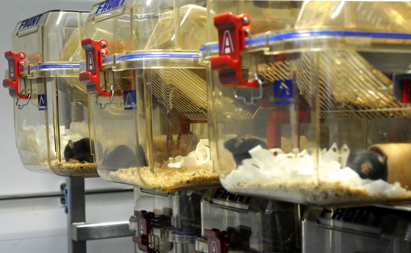 Laboratory mice in home cages