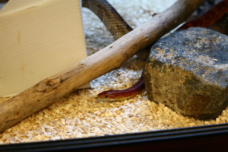 Snake in cage