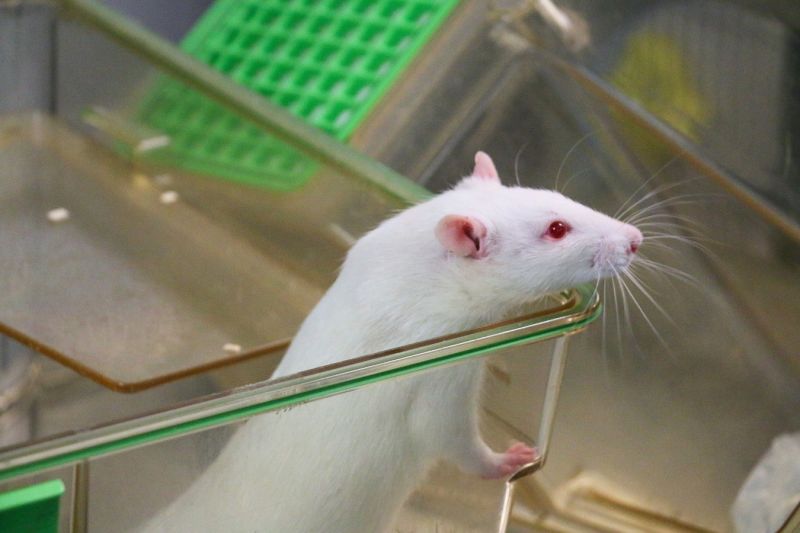 White rat CC Understanding Animal Research