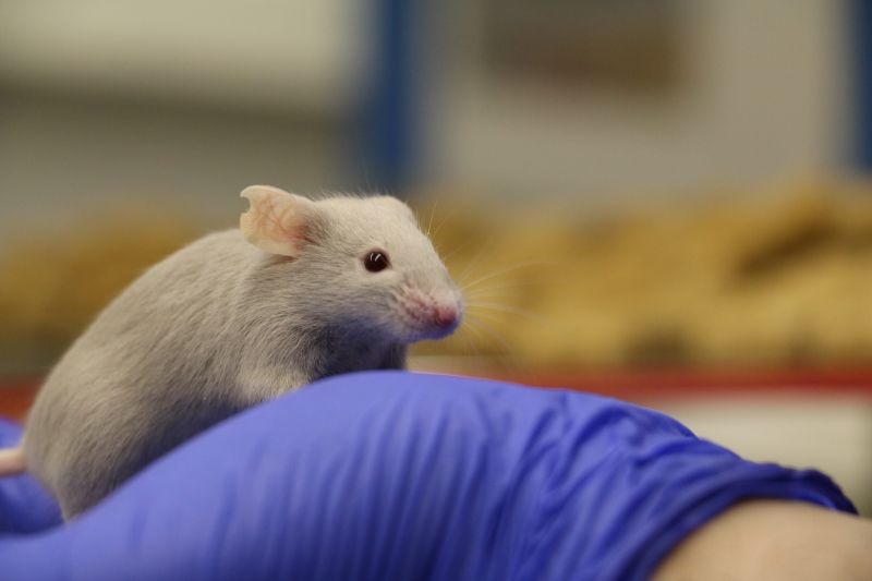 Grey lab mouse on blue gloved hand