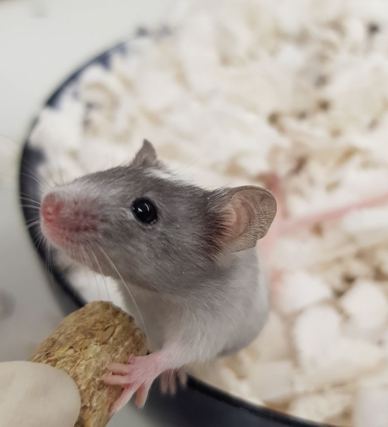 Grey lab mouse takes food from technician - © University of Cambridge