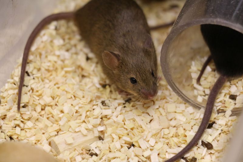 Brown lab mouse inside the home cage