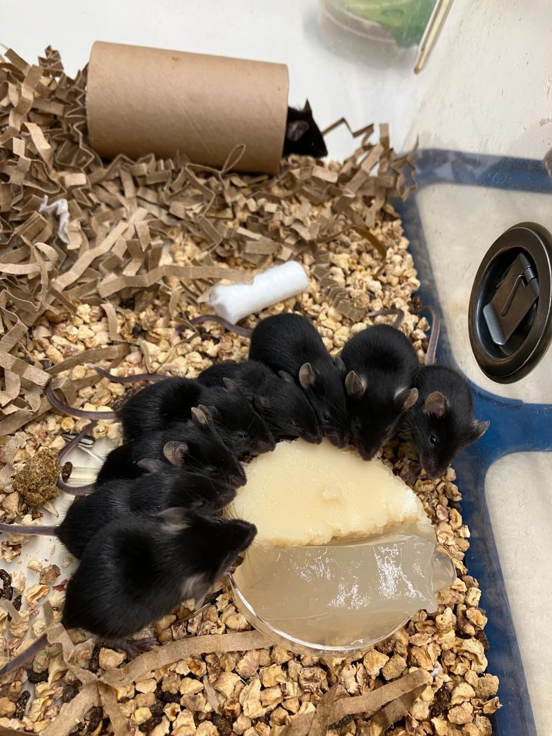Black lab mice eating gel diet