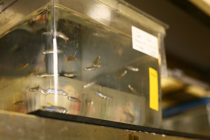 Zebrafish tank
