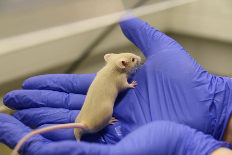 Grey lab mouse walking on blue gloved hand ©Understanding Animal Research