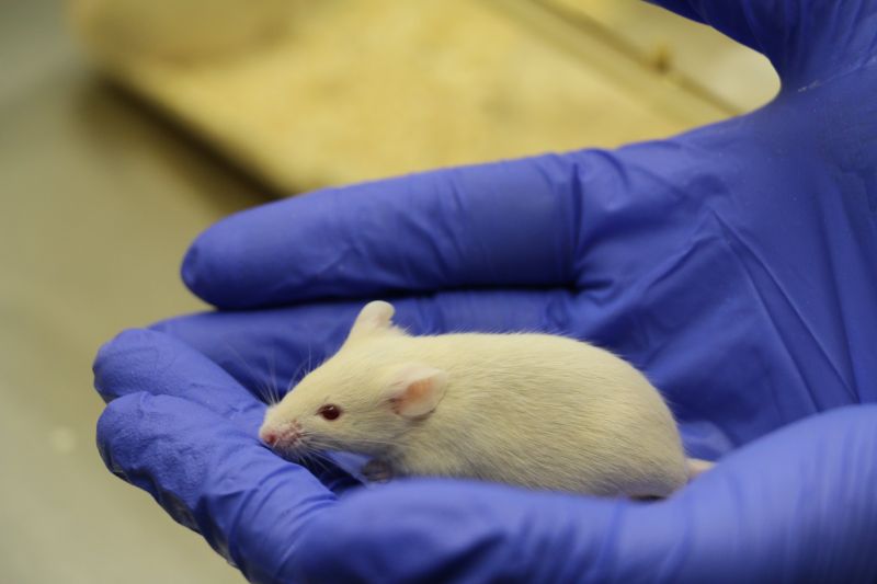 Grey lab mouse sitting on blue gloved hand