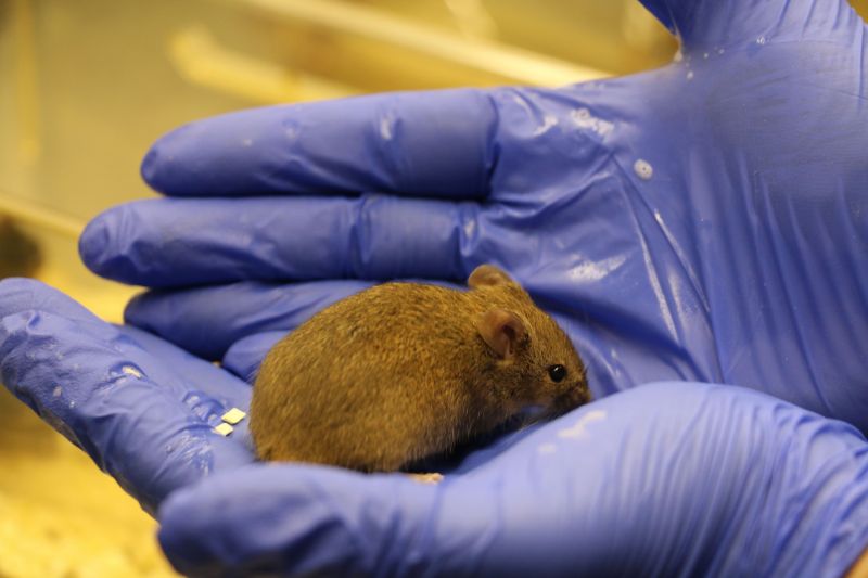 Brown lab mouse in blue gloved hand