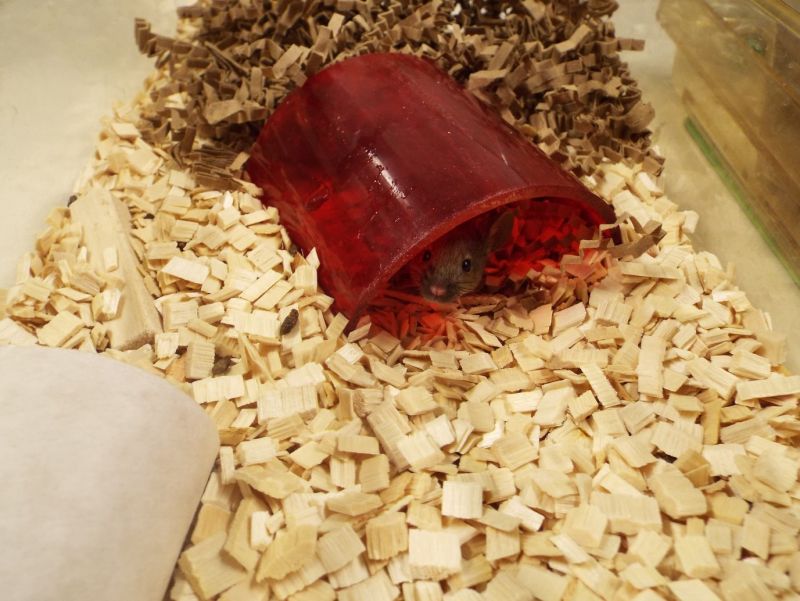 Lab mouse in fun tunnel - © University of Cambridge