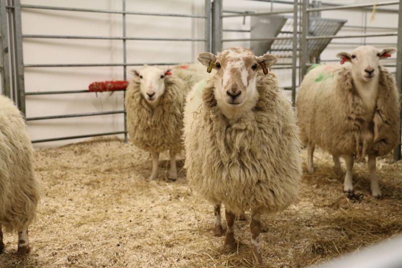 Sheep at the University of Manchester CC Understanding Animal Research