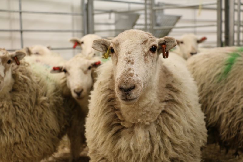 A group of sheep at the University of Manchester © Understanding Animal Research