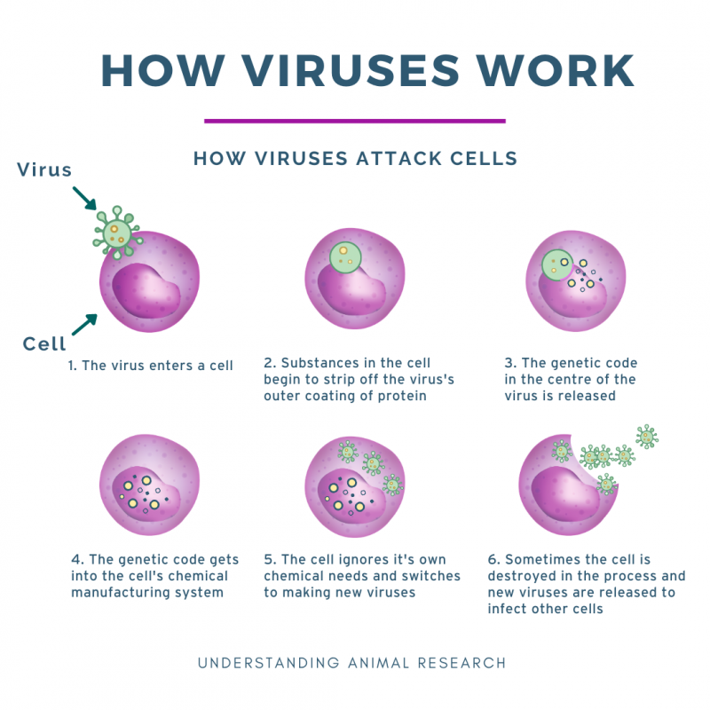 infographics
