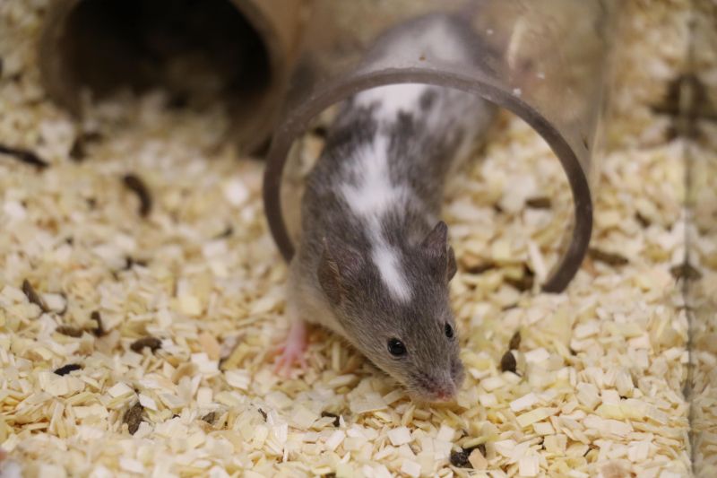 Grey and white lab mouse inside plastic tunnel