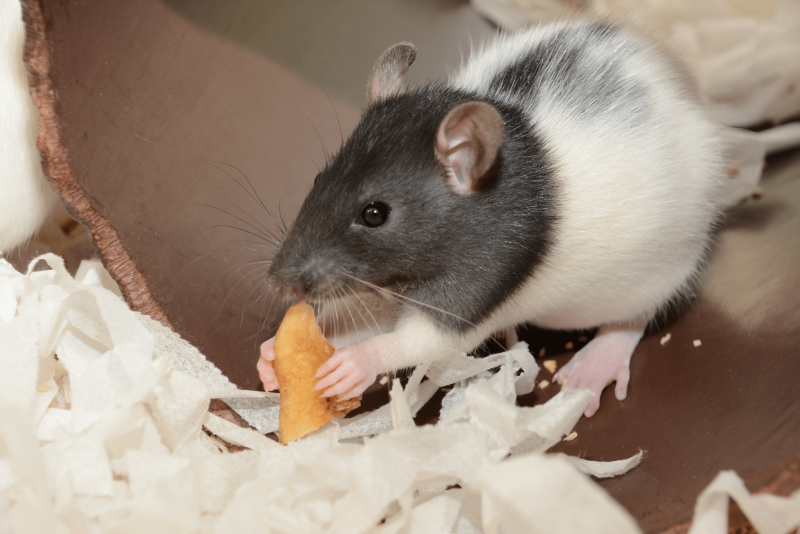 Black and white laboratory rat holding biscuit