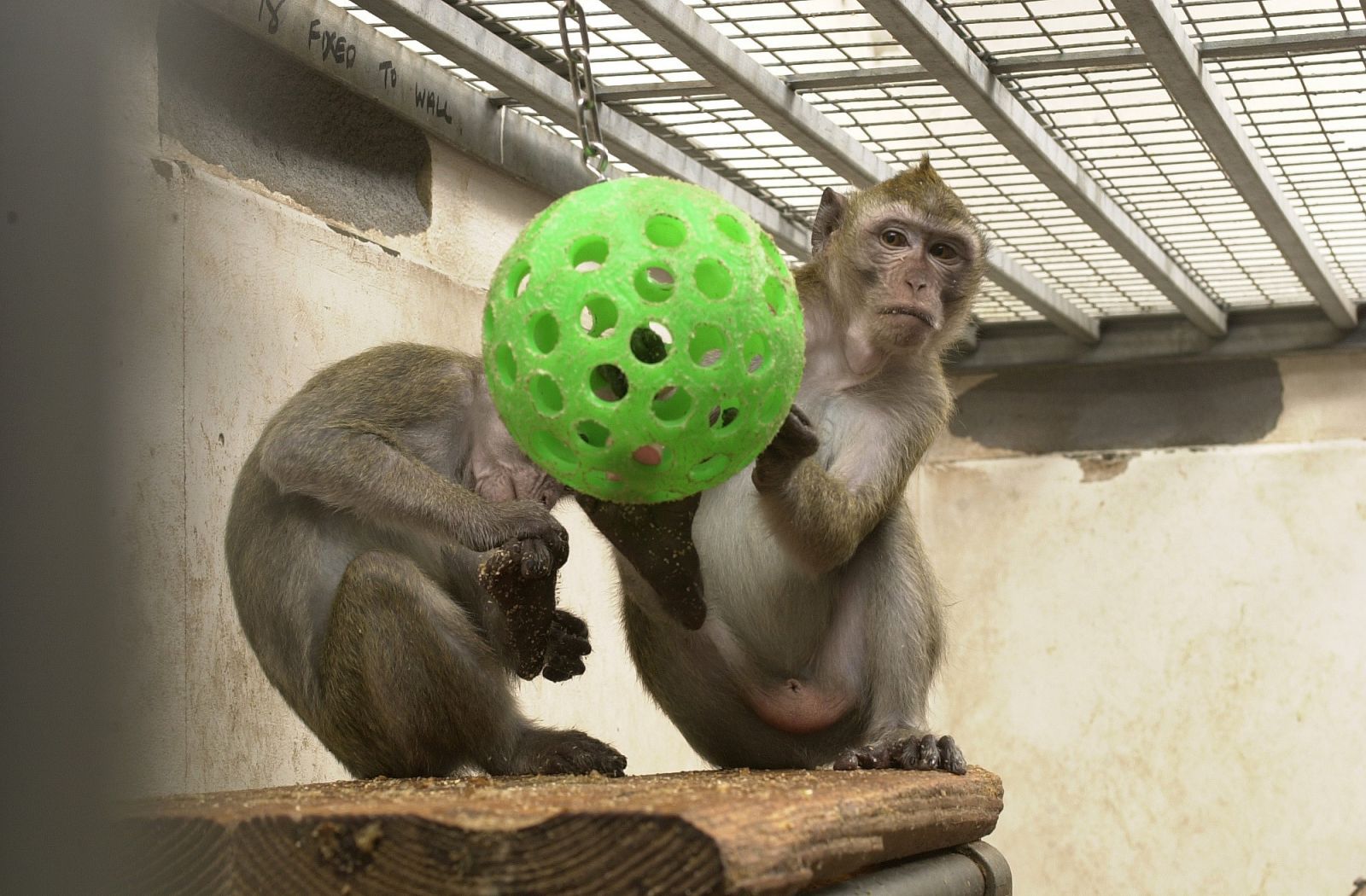 Pair of macaques play with ball