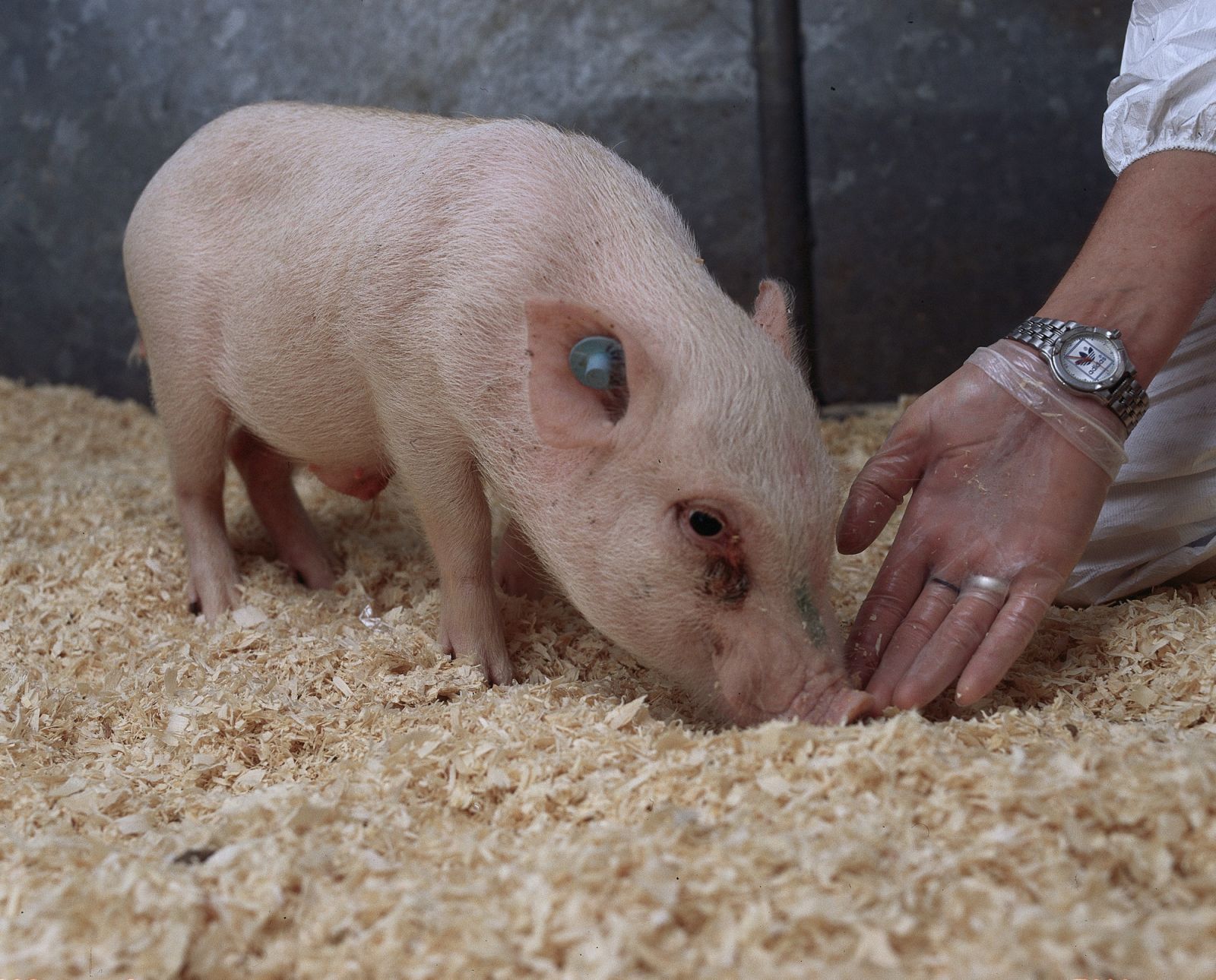 Mini-pig sniffs hand