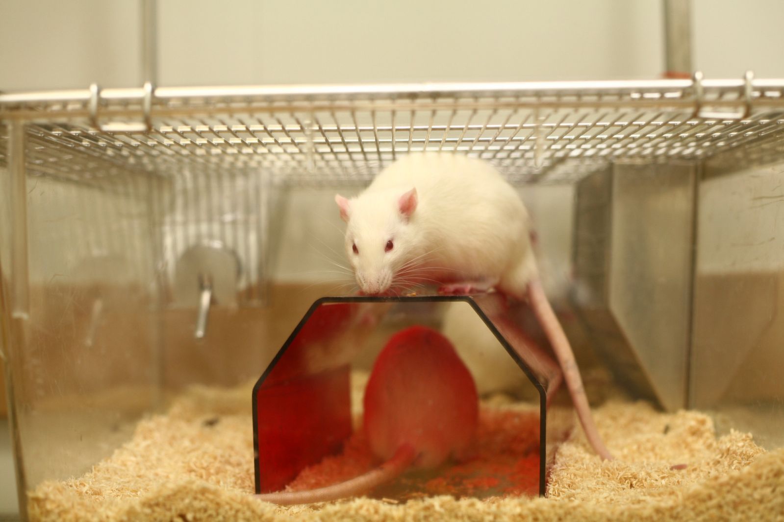Rat on housing 3