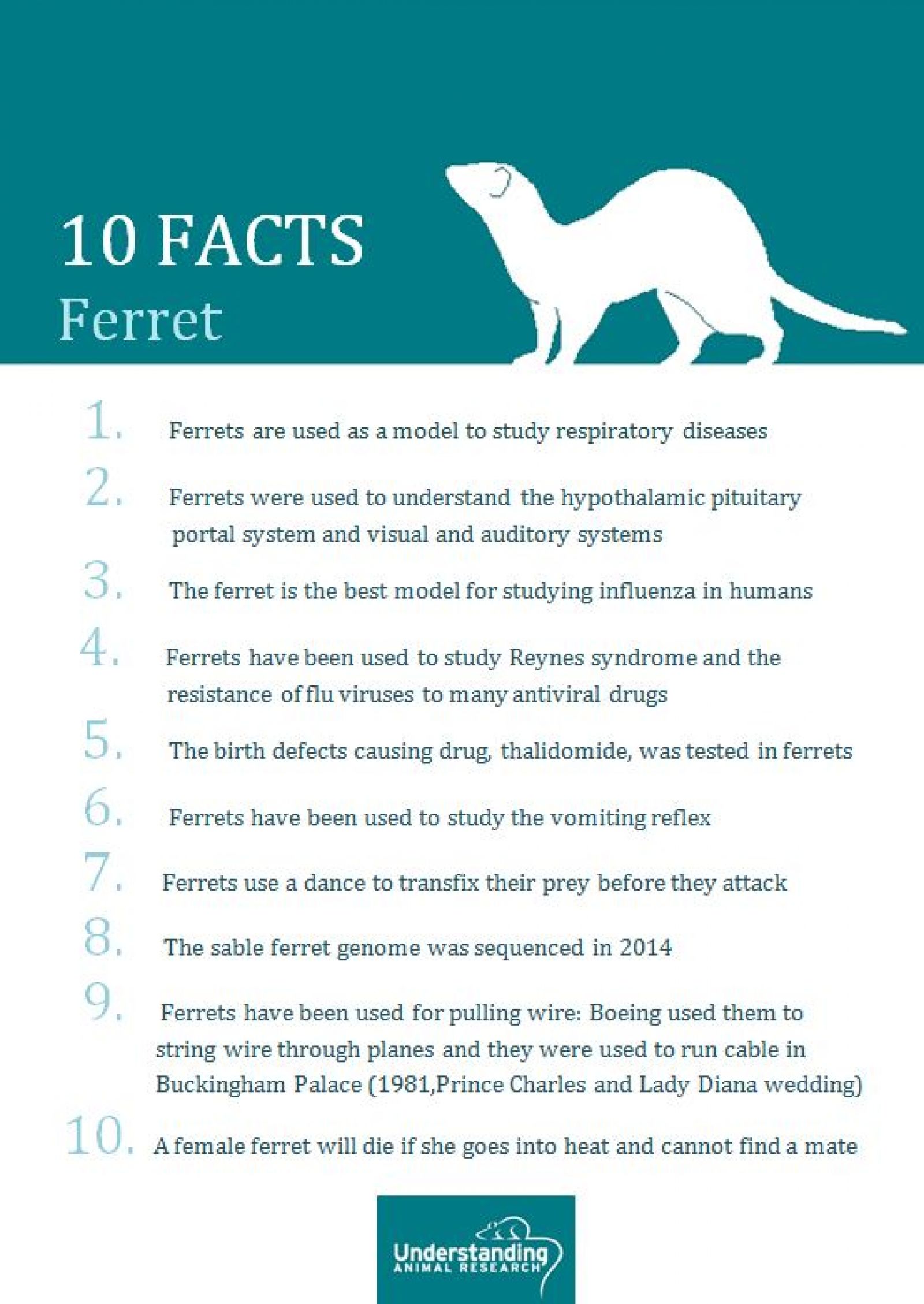 Ferret 10 facts