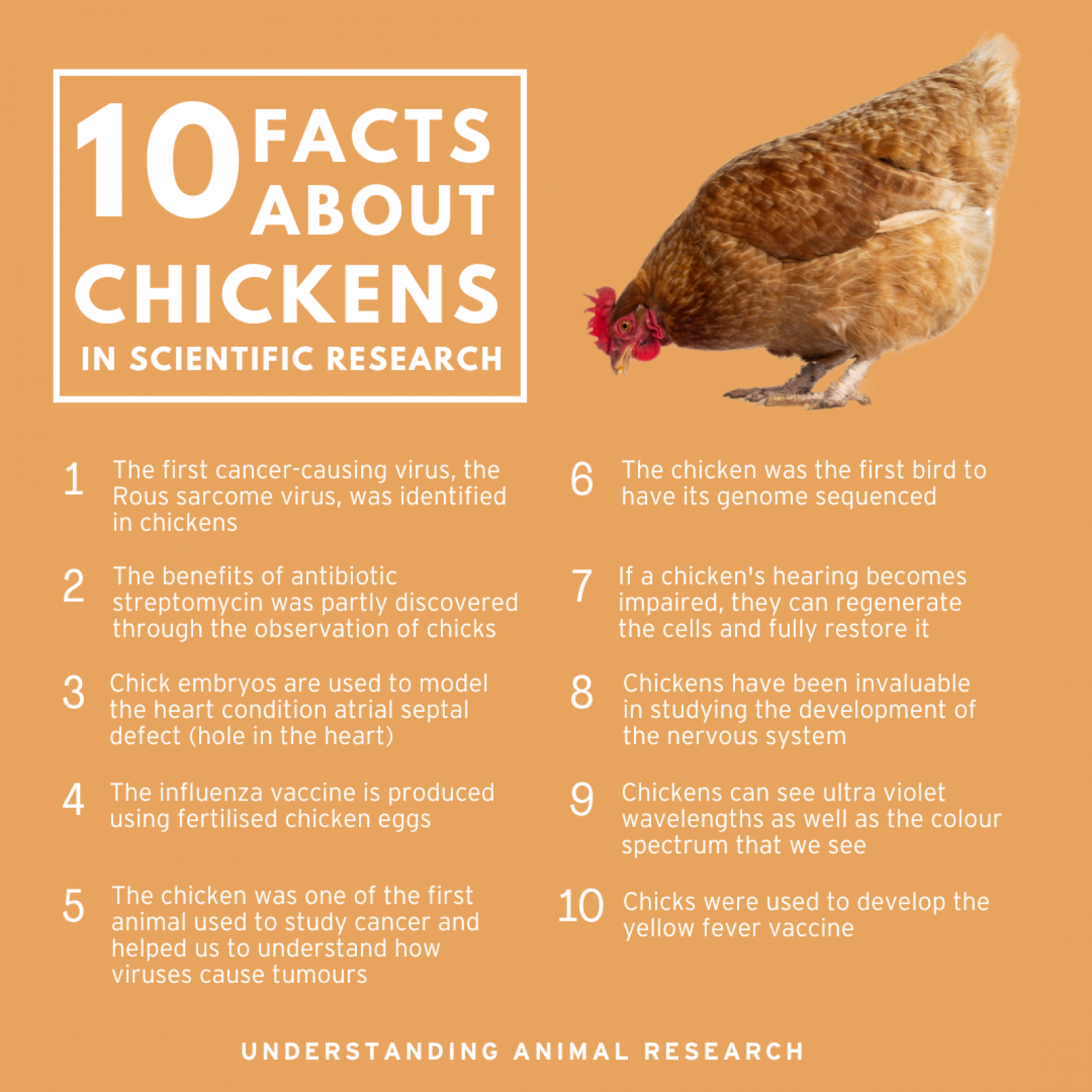 10 Facts Chickens