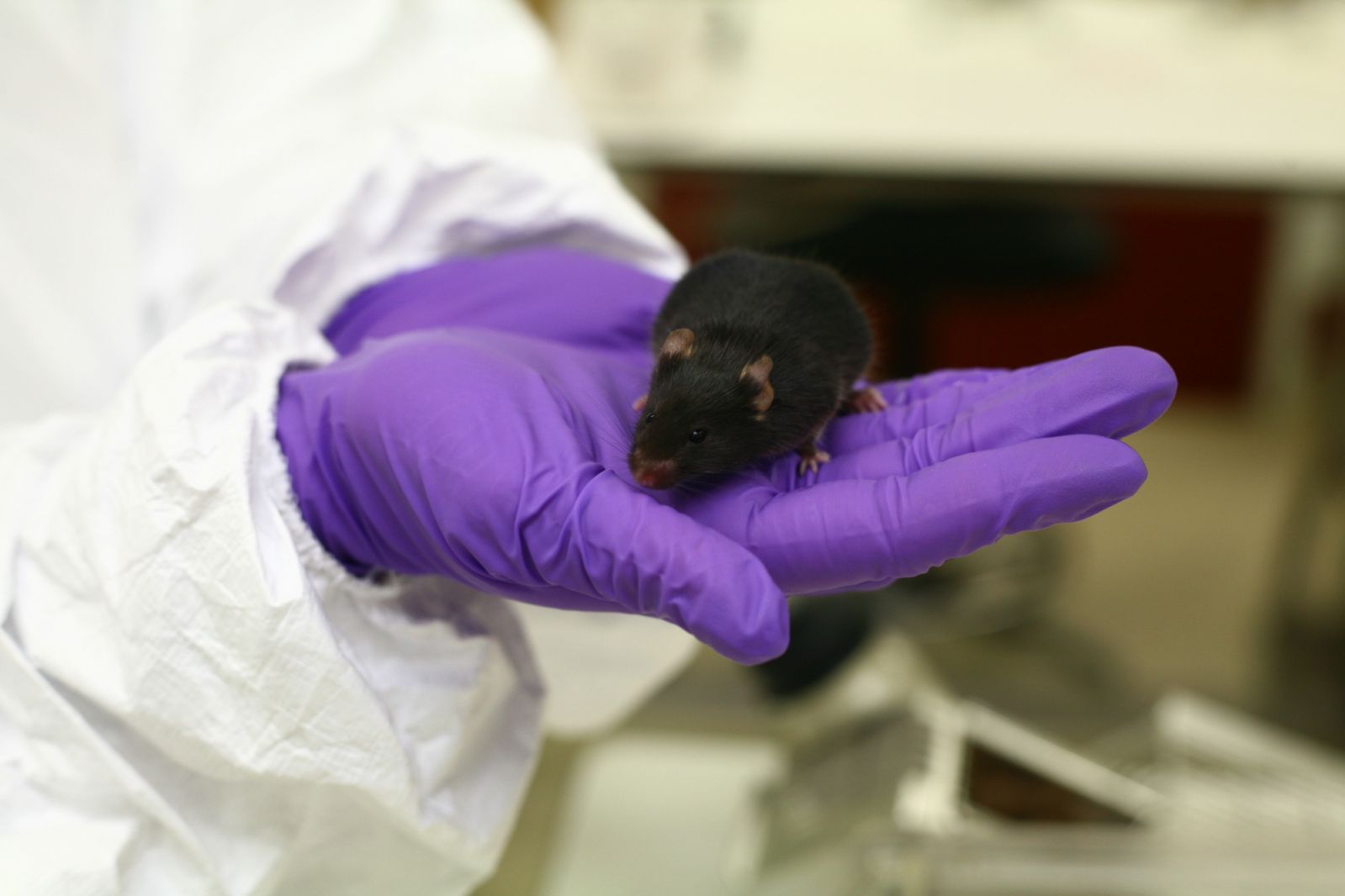 Black mouse in purple glove