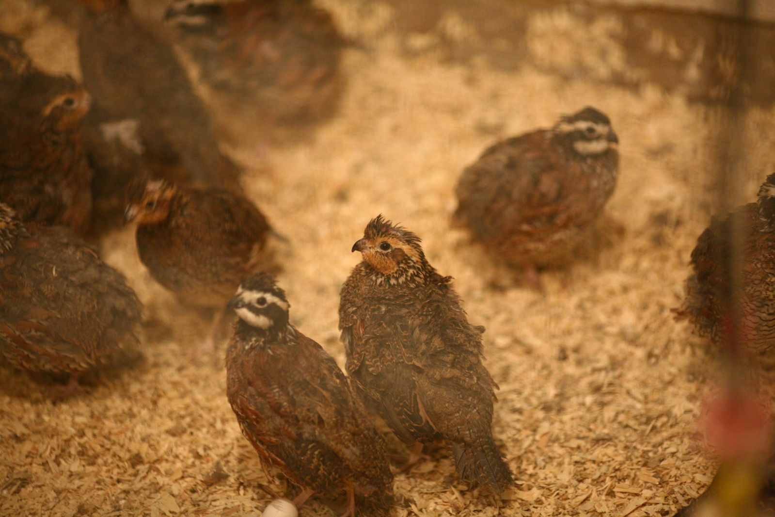 Close up of quails